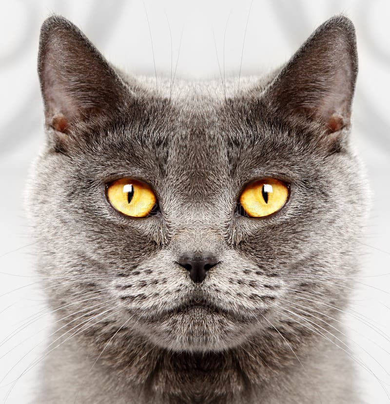 Великобританский кот коротких волос стоковое фото rf Великобританский кот коротких волос стоковое фото rf