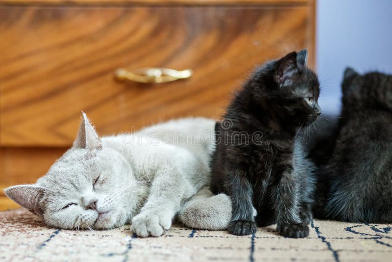 Великобританский прямой кот спать около маленького котенка Концепция любимцев стоковые фото Великобританский прямой кот спать около маленького котенка Концепция любимцев стоковые фото