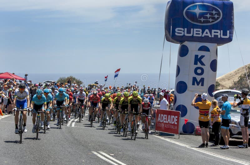 The peloton of cyclists ride past the King of the Mountain line on Main South Road during Stage 5 of the Tour Down Under at Sellicks Hill in South Australia in Australia. The peloton of cyclists ride past the King of the Mountain line on Main South Road during Stage 5 of the Tour Down Under at Sellicks Hill in South Australia in Australia.