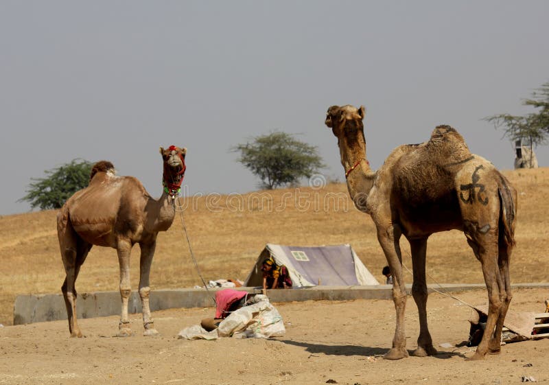2 верблюда в Pushkar стоковая фотография rf 2 верблюда в Pushkar стоковая фотография rf