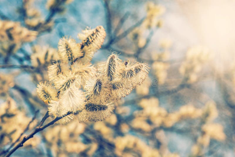 Верба (caprea Salix) разветвляет с бутонами стоковая фотография rf Верба (caprea Salix) разветвляет с бутонами стоковая фотография rf