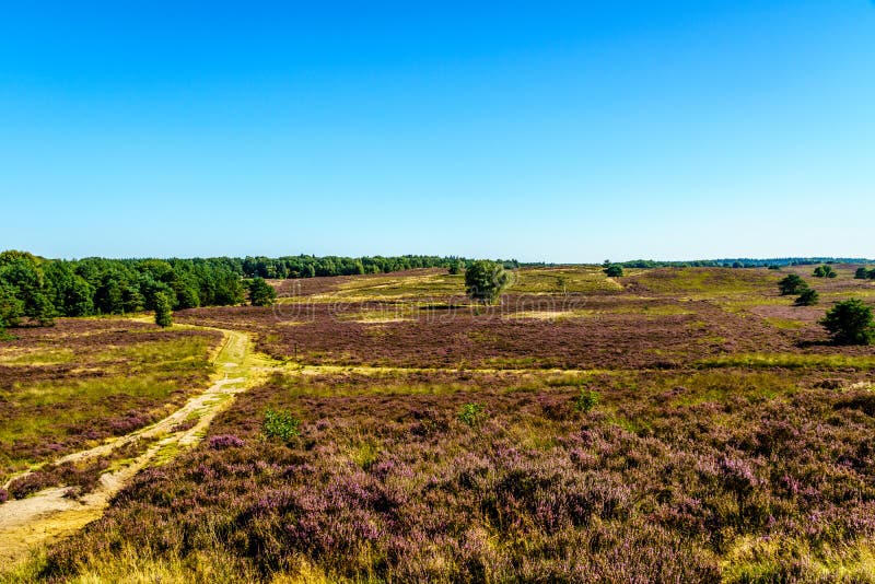 Вереск Fields с зацветая фиолетовыми вересками вереска на Elspeedse Heide стоковая фотография rf Вереск Fields с зацветая фиолетовыми вересками вереска на Elspeedse Heide стоковая фотография rf