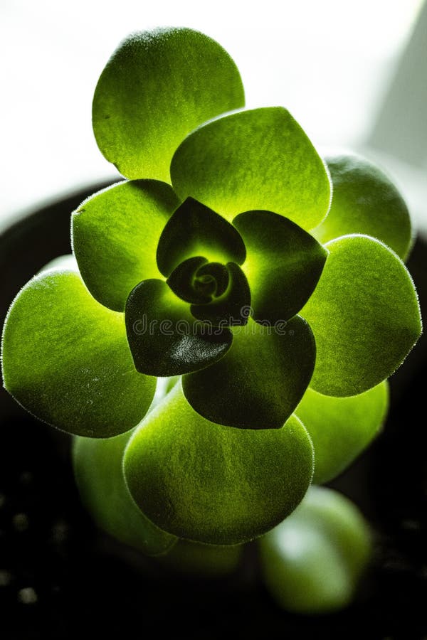 Вертикальный выборочный фокус застрелили прекрасного завода Echeveria с запачканной фоном стоковые изображения