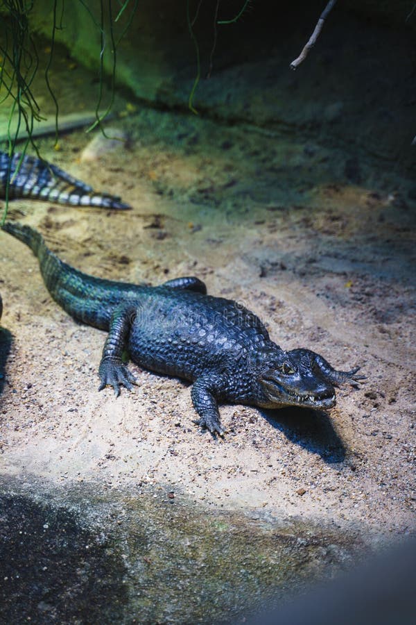 вертикальный снимок большого черного аллигатора рядом с водяным прутом в зоопарке