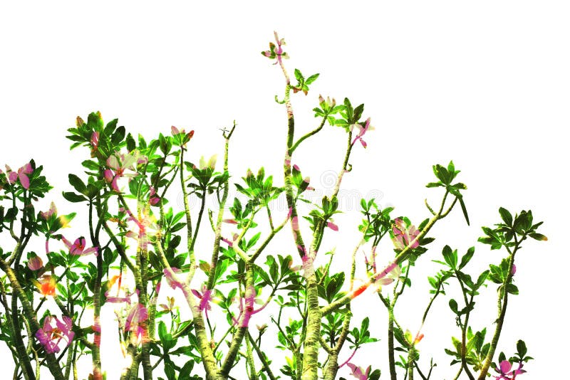 Верхняя часть дерева Frangipani изолированная на белой предпосылке стоковые фото Верхняя часть дерева Frangipani изолированная на белой предпосылке стоковые фото