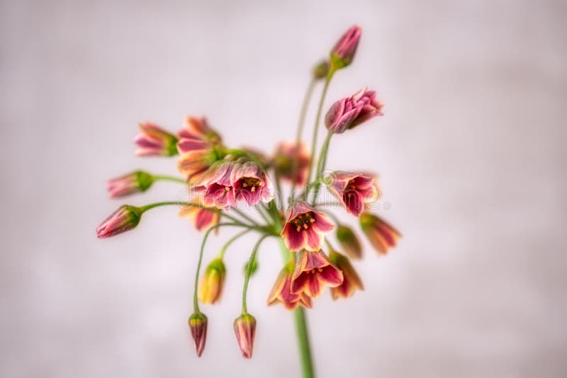 Весна kalanchoe цветения суккулентная цветов стоковая фотография rf