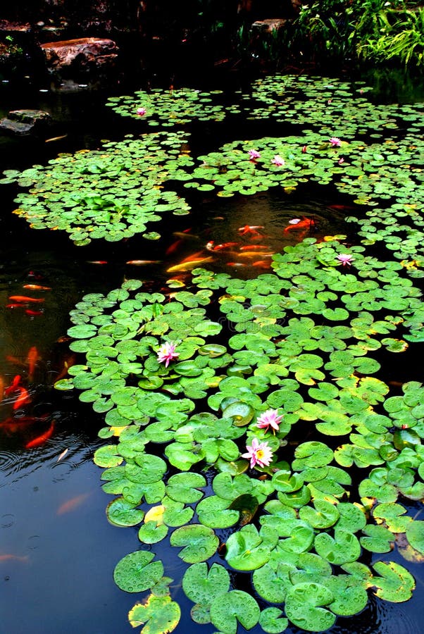 Lotus pond in the spring rain, overlapping round pond lily leaves and bloomy flowers, raindrops on the leaves. Lotus pond in the spring rain, overlapping round pond lily leaves and bloomy flowers, raindrops on the leaves.