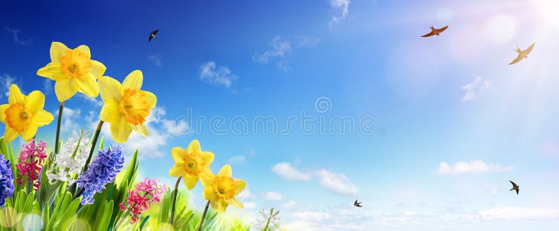 Весна и знамя пасхи - Daffodils в свежей лужайке стоковая фотография rf