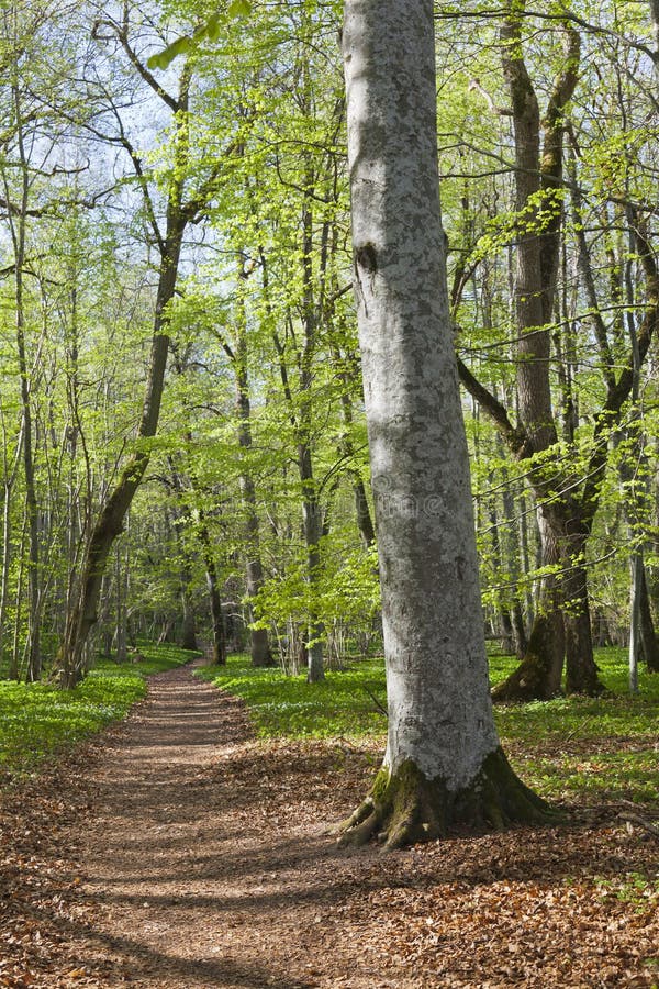 весна пущи footpath стоковые изображения весна пущи footpath стоковые изображения