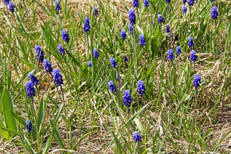 Весна цветет - Muscari цветков сини или murine гиацинт в одичалом стоковая фотография Весна цветет - Muscari цветков сини или murine гиацинт в одичалом стоковая фотография