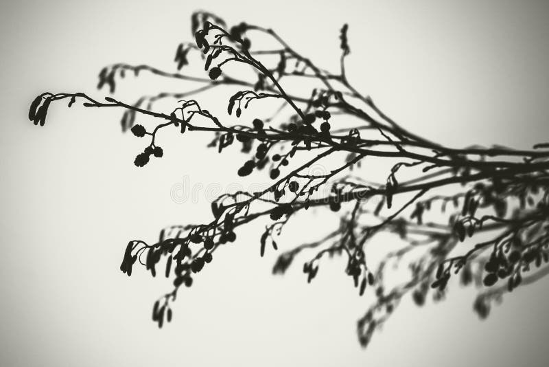 Ветви дерева ольшаника, monochrome стоковые фотографии rf Ветви дерева ольшаника, monochrome стоковые фотографии rf
