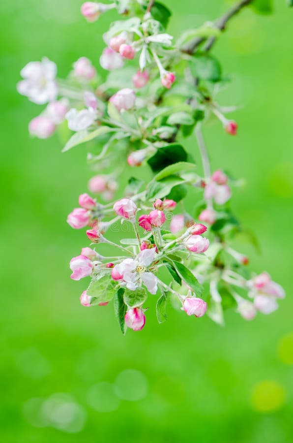 Ветвь blossoming яблонь в весеннем времени, конце-вверх стоковые изображения Ветвь blossoming яблонь в весеннем времени, конце-вверх стоковые изображения