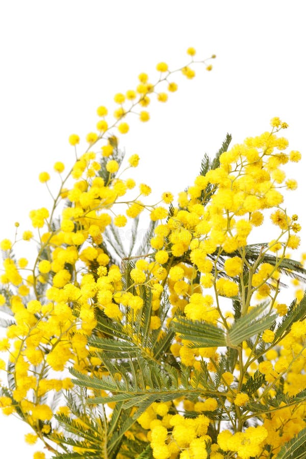 Ветвь mimosa стоковые фотографии rf Ветвь mimosa стоковые фотографии rf