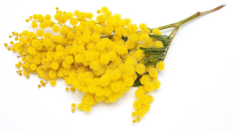 Ветвь mimosa стоковое фото Ветвь mimosa стоковое фото