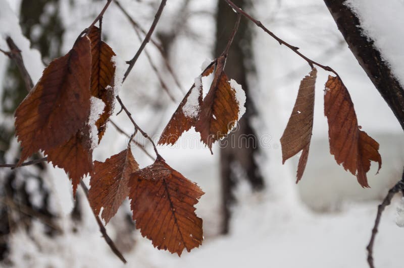 Ветвь зимы деревьев при сухие морозные листья коричневого цвета покрытые с белым снегом