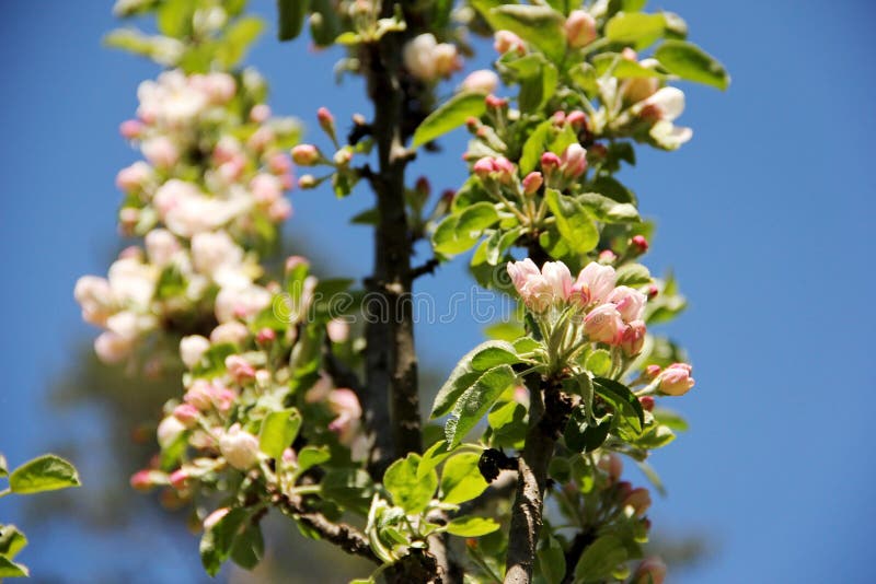 Olga Malofeeva (Olizabet) - Photographer profile