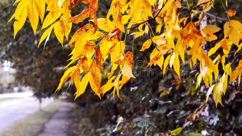 ветка дерева с желтыми листьями в парке возле аллеи. осенний вид .