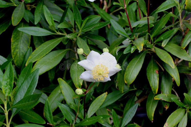 Bush Anemone, Carpenteria californica California native, hardy evergreen shrub with green narrowly elliptic opposite leaves and 5-8 cm across white scented anemone like flowers and conical capsule fruit. Bush Anemone, Carpenteria californica California native, hardy evergreen shrub with green narrowly elliptic opposite leaves and 5-8 cm across white scented anemone like flowers and conical capsule fruit