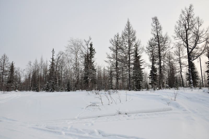 Вечер зимы и морозное landskape от севера Нагие деревья, сосны и белый снег