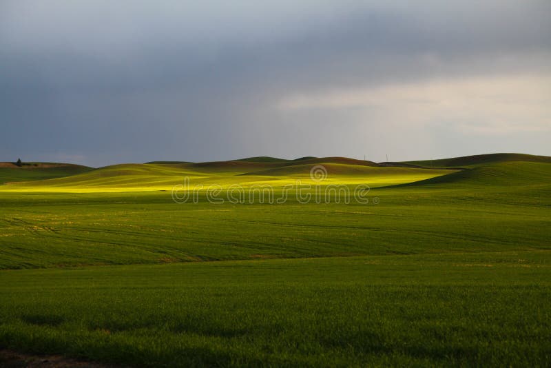 Вечер на Palouse в восточном Вашингтоне стоковая фотография Вечер на Palouse в восточном Вашингтоне стоковая фотография