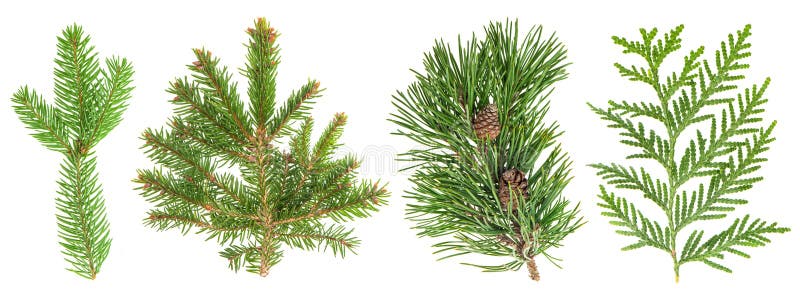 Вечнозеленый комплект ветви дерева изолированный на белизне Coniferous заводы стоковое изображение