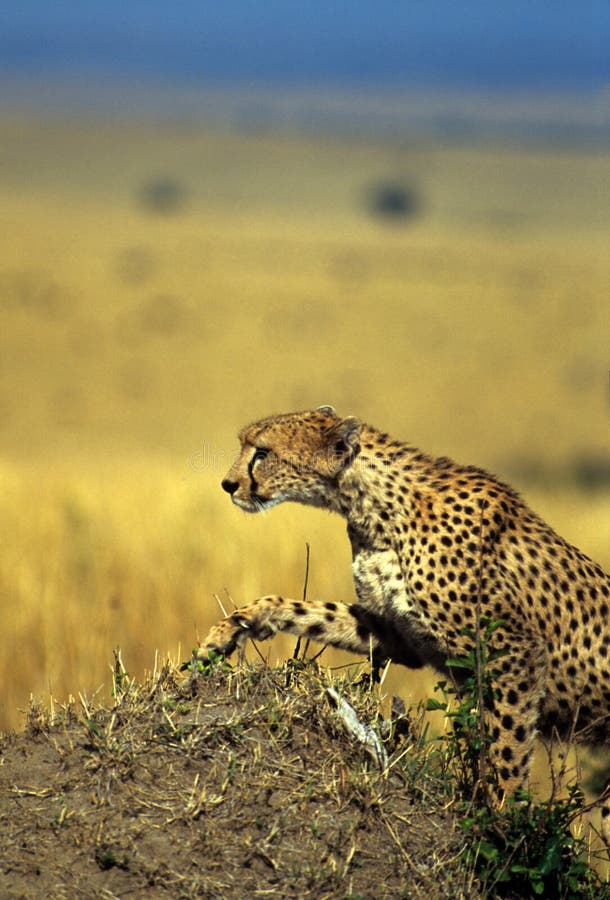 Cheetah climbing hill. Cheetah climbing hill