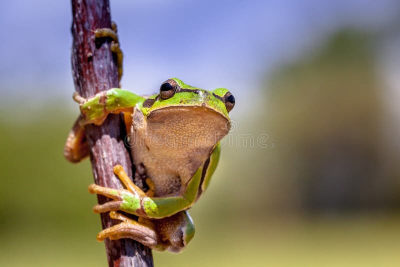 European tree frog (Hyla arborea) climbing in a tree and looking in the camera. European tree frog (Hyla arborea) climbing in a tree and looking in the camera