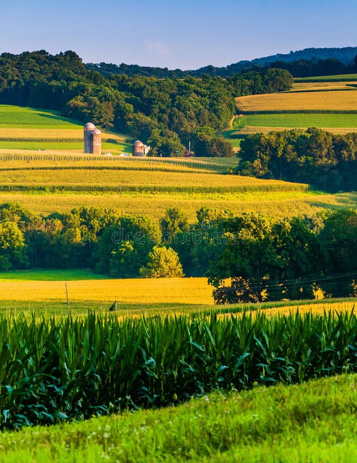 Взгляд вечера полей Rolling Hills и фермы в сельском Йорке Coun стоковая фотография rf