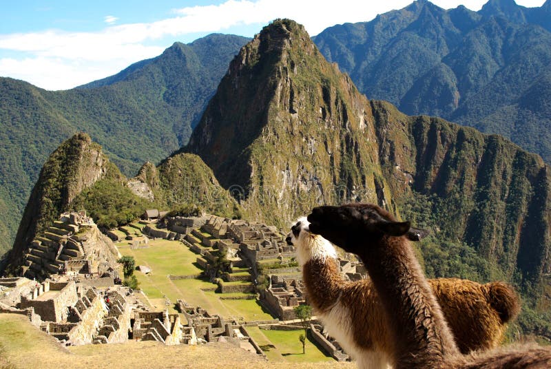 Взгляд глаза лам Macchu Picchu стоковые фотографии rf Взгляд глаза лам Macchu Picchu стоковые фотографии rf