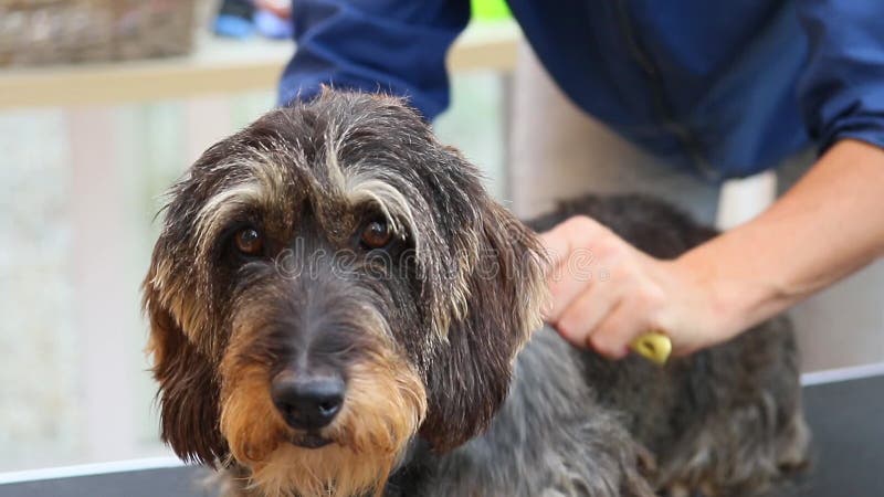 Взгляд крупного плана утески закрутки взгляда dogCloseup утески головы собаки акции видеоматериалы