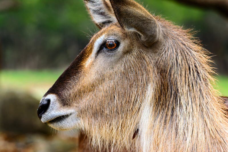Взгляд профиля ellipsiprymnus Kobus Waterbuck закройте лицевая сторона стоковые фотографии rf Взгляд профиля ellipsiprymnus Kobus Waterbuck закройте лицевая сторона стоковые фотографии rf