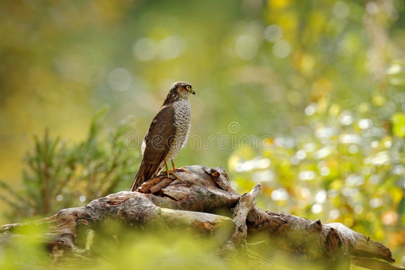 Взгляд искусства природы Красивый лес с птицей Eurasian Sparrowhawk хищных птиц, nisus настоящего ястреба, сидя на пне дерева Хоу стоковые фотографии rf Взгляд искусства природы Красивый лес с птицей Eurasian Sparrowhawk хищных птиц, nisus настоящего ястреба, сидя на пне дерева Хоу стоковые фотографии rf