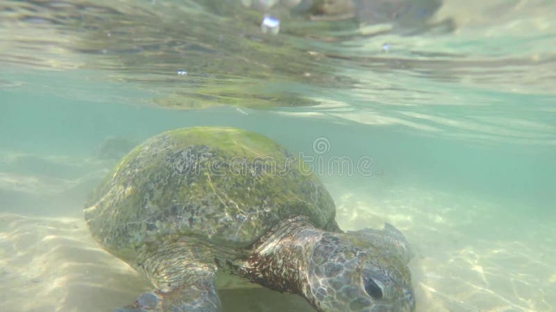 Взгляд макроса большой прованской черепахи в воде на побережье пляжа черепахи в Hikkaduwa, Шри-Ланка в Индийском океане