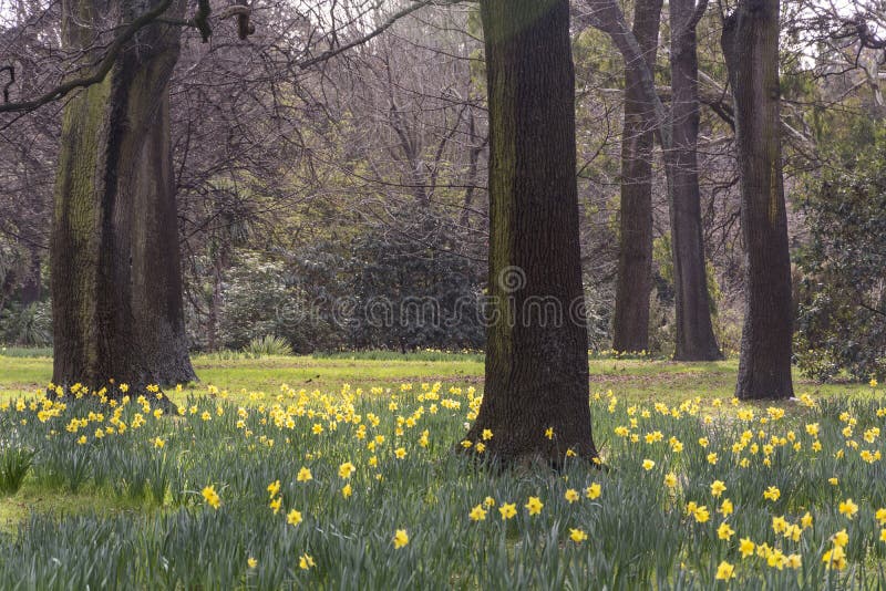 Взгляд на поле красивых daffodils зацветая в предыдущей весне между деревьями с чуть-чуть ветвями Знак новой жизни, нового начала стоковая фотография Взгляд на поле красивых daffodils зацветая в предыдущей весне между деревьями с чуть-чуть ветвями Знак новой жизни, нового начала стоковая фотография