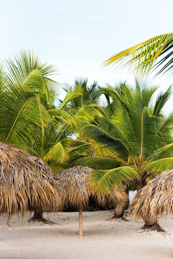 Взгляд пальм на песчаном пляже в Punta Cana, Ла Altagracia, Доминиканской Республике Скопируйте космос для текста вертикально стоковые фото Взгляд пальм на песчаном пляже в Punta Cana, Ла Altagracia, Доминиканской Республике Скопируйте космос для текста вертикально стоковые фото