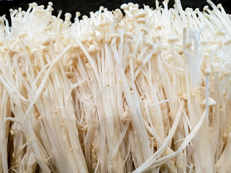 Взгляд сверху гриба enoki или золотого гриба иглы на черной предпосылке стоковое изображение Взгляд сверху гриба enoki или золотого гриба иглы на черной предпосылке стоковое изображение