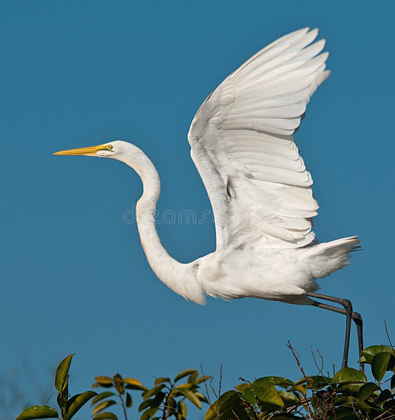 This Great White Egret on a tree in the Florida Everglades ready for flight. This Great White Egret on a tree in the Florida Everglades ready for flight