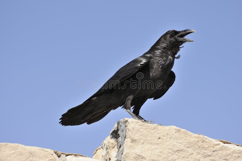 Adult Chihuahuan raven sitting on rock, north eastern Arizona. White down on base of neck feathers is showing slightly, a distinguishing feature of this type of raven. Adult Chihuahuan raven sitting on rock, north eastern Arizona. White down on base of neck feathers is showing slightly, a distinguishing feature of this type of raven.