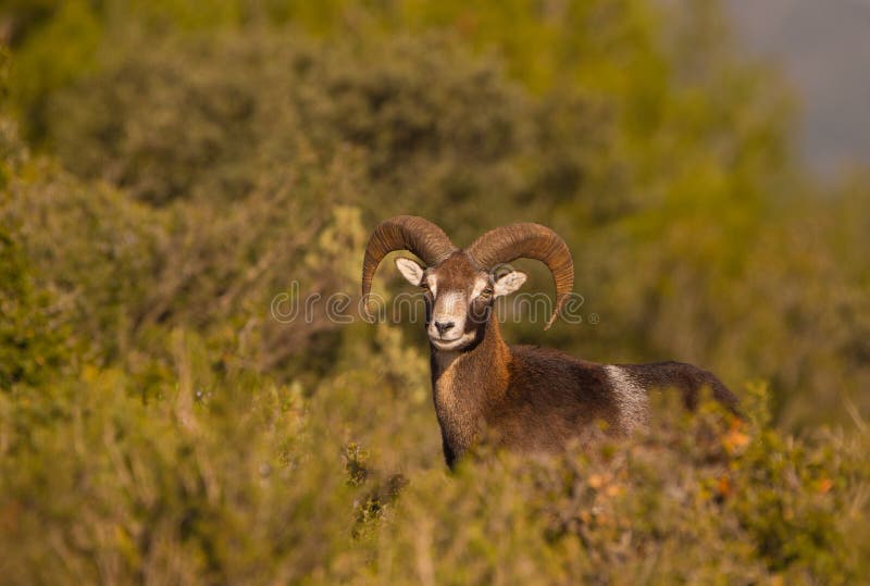 Взрослый мужчина Mouflon стоковые изображения Взрослый мужчина Mouflon стоковые изображения