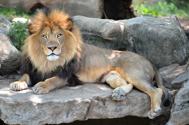 Adult male African lion laying on rocks. Adult male African lion laying on rocks