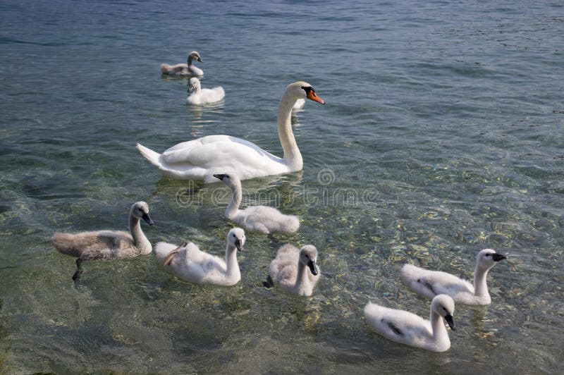Взрослые лебеди и дети лебедя на озере Lago di Garda, Италии, счастливой семье птицы стоковое фото rf Взрослые лебеди и дети лебедя на озере Lago di Garda, Италии, счастливой семье птицы стоковое фото rf