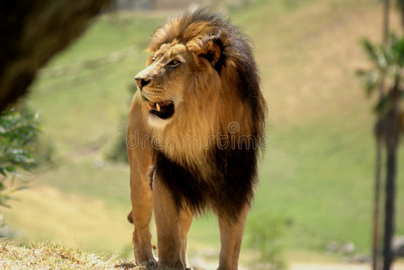 Full body shot of adult african male lion showing his teeth. Full body shot of adult african male lion showing his teeth