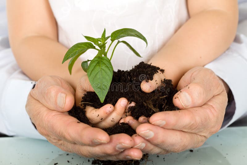 Child and adult hands holding new plant with soil. Child and adult hands holding new plant with soil