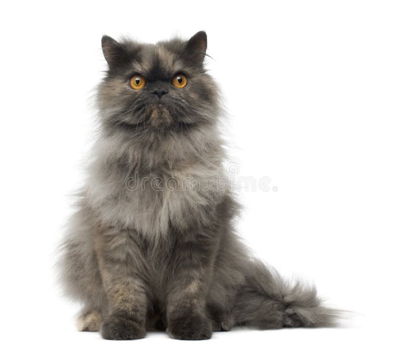 Front view of a grumpy Persian cat sitting, looking at the camera, isolated on white. Front view of a grumpy Persian cat sitting, looking at the camera, isolated on white