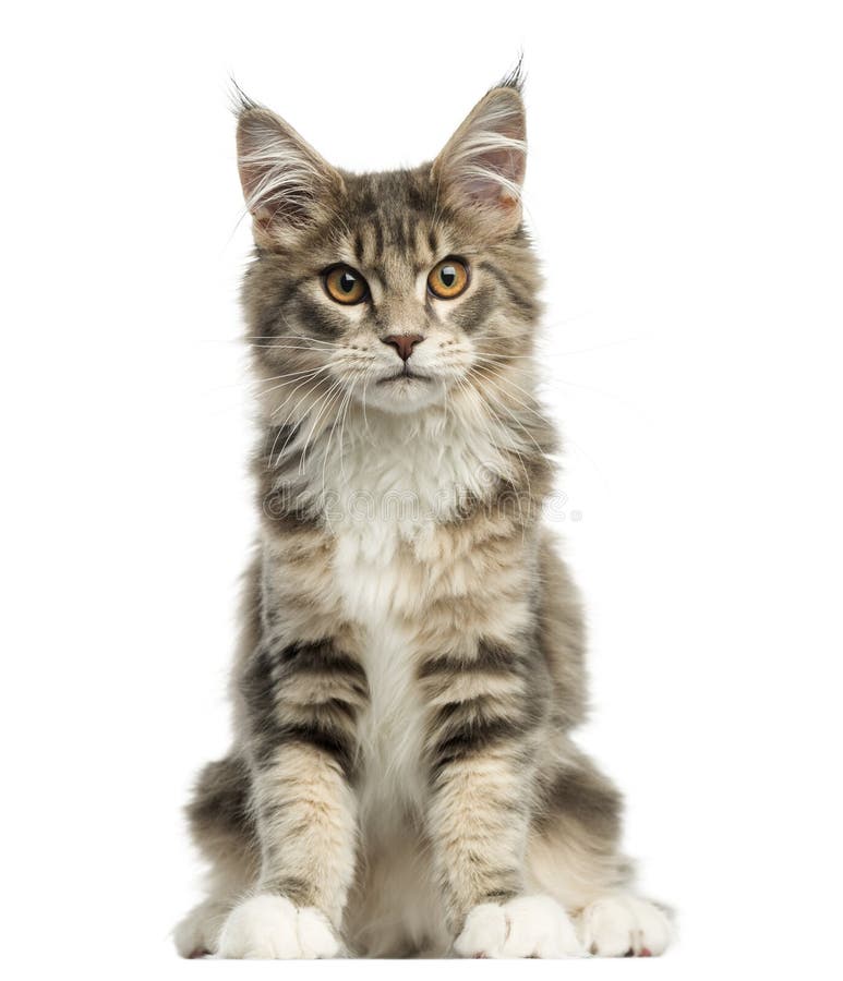 Front view of a Maine Coon kitten sitting, looking at the camera, 4,5 months old, isolated on white. Front view of a Maine Coon kitten sitting, looking at the camera, 4,5 months old, isolated on white