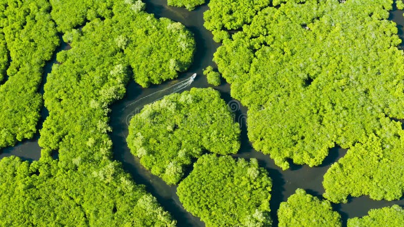 вид мангровых лесов и рек.