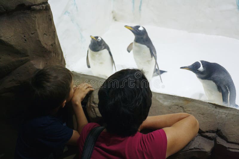 Вид матери и сына на забавные пингвинов gentoo в зоопарке на фоне льда стоковое изображение