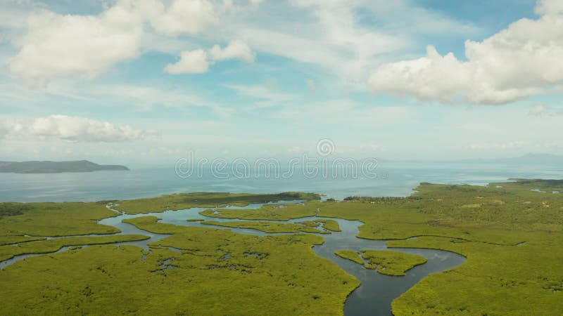вид с воздуха на мангровый лес и реку.