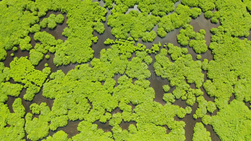 вид с воздуха на мангровый лес и реку.