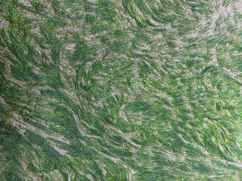 Вид с воздуха чилийской морской водоросли стоковые изображения Вид с воздуха чилийской морской водоросли стоковые изображения